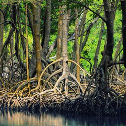 Dominican_republic_Los_Haitises_mangroves-1920x890.jpeg